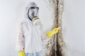 Why You Should Choose Our Mold Remediation Services in Fifth Street, TX